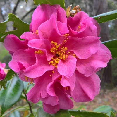 Frances B. Muckenfuss